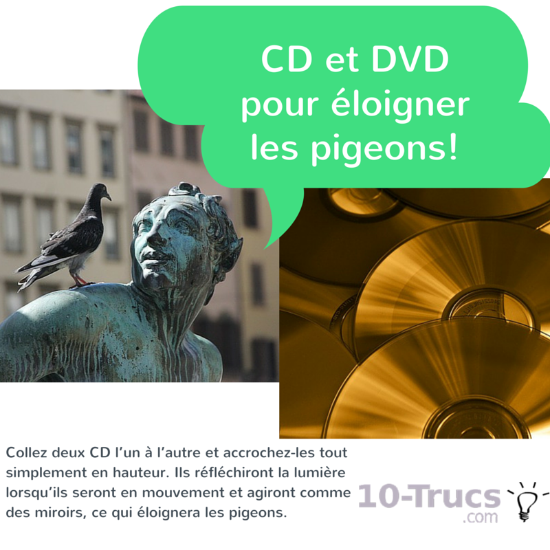 anti pigeon cd