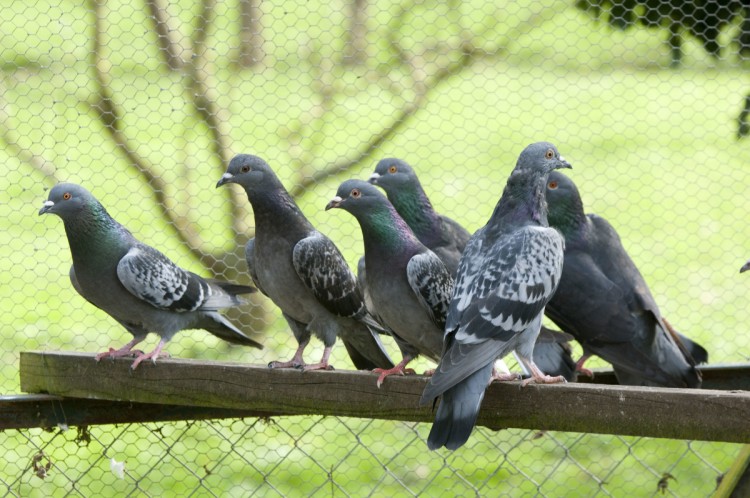 anti pigeon forum