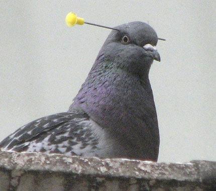 anti pigeon forum