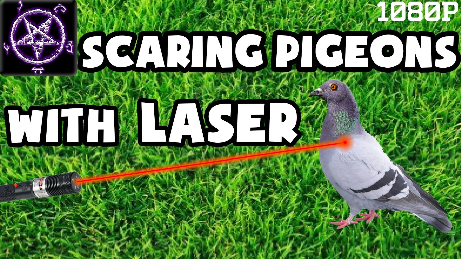 anti pigeon laser