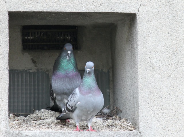 boitier ultrason pigeon
