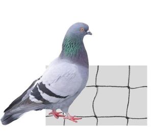 filet protection anti pigeon