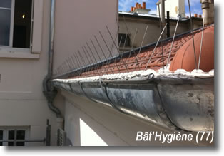 installation pic anti pigeon