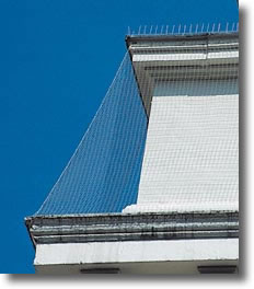 installation pic anti pigeon