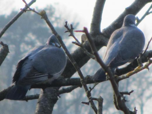 pic anti pigeon gamm vert