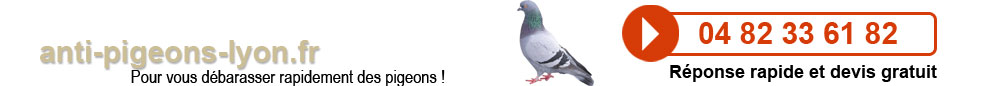 pic anti pigeon lyon