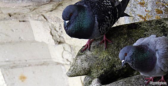 pic anti pigeon lyon