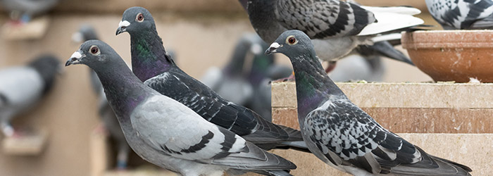 pic anti pigeon lyon