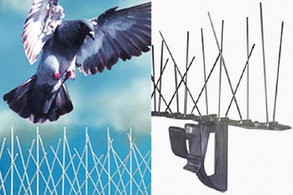 pic anti pigeon lyon