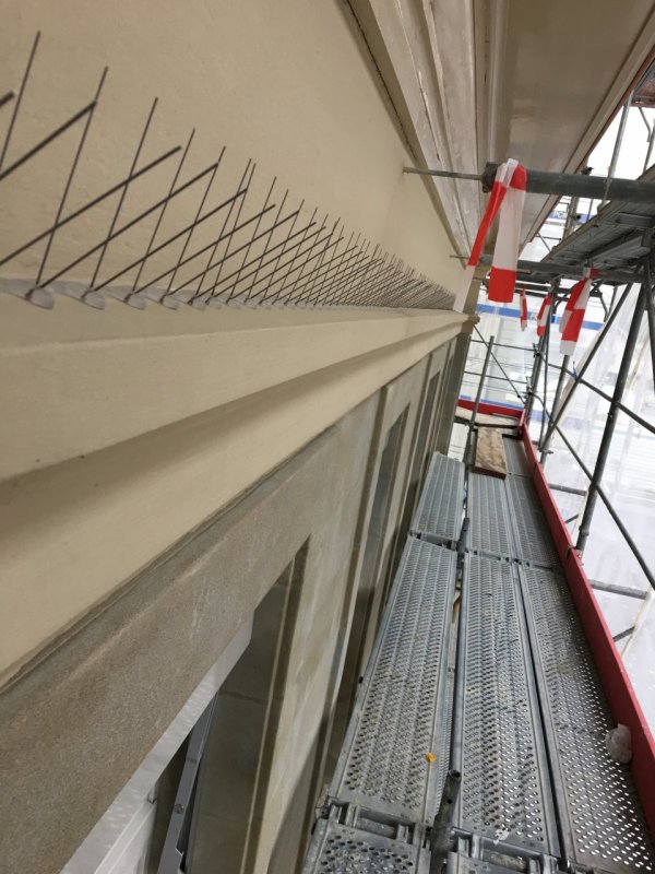 pic anti pigeon suisse