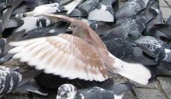 pic anti pigeon suisse