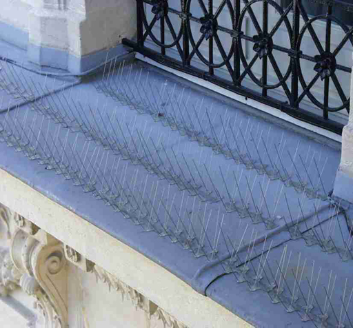 pic anti pigeon suisse