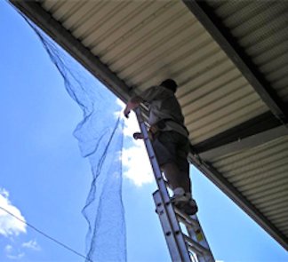 pic anti pigeon transparent