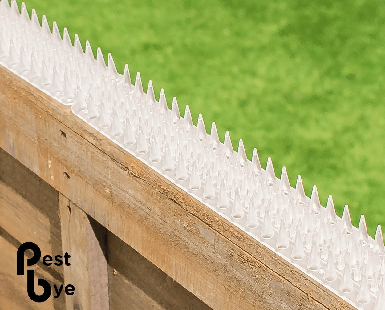 pic anti pigeon transparent