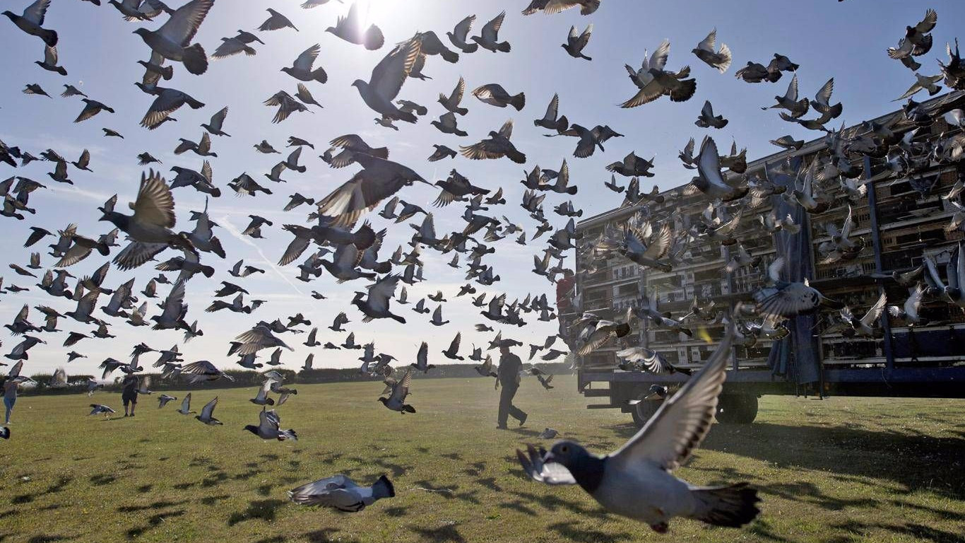 pic anti pigeon ultra 2