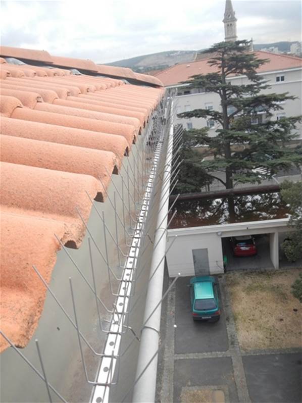 pics anti pigeons lucifer