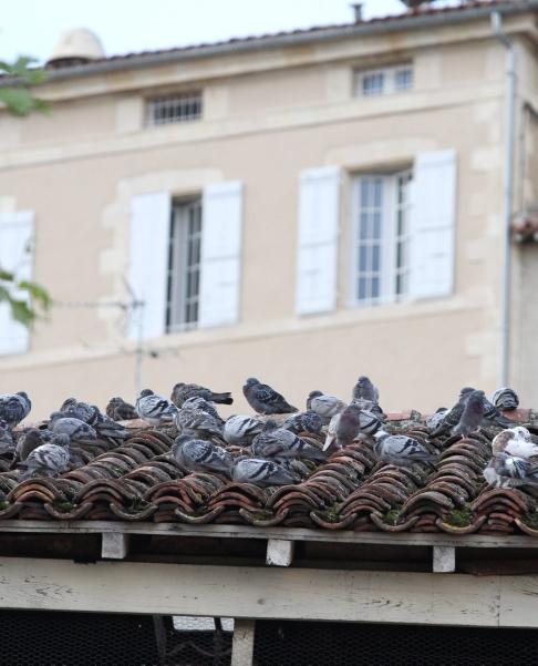 piege a pigeon de ville