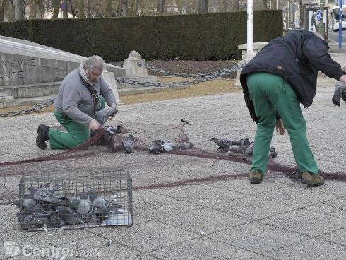 piege a pigeon de ville