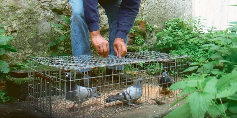 piege a pigeon de ville