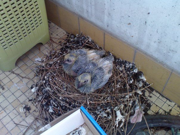 piege a pigeon de ville