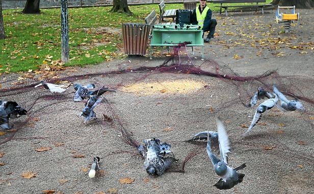 piege a pigeon de ville