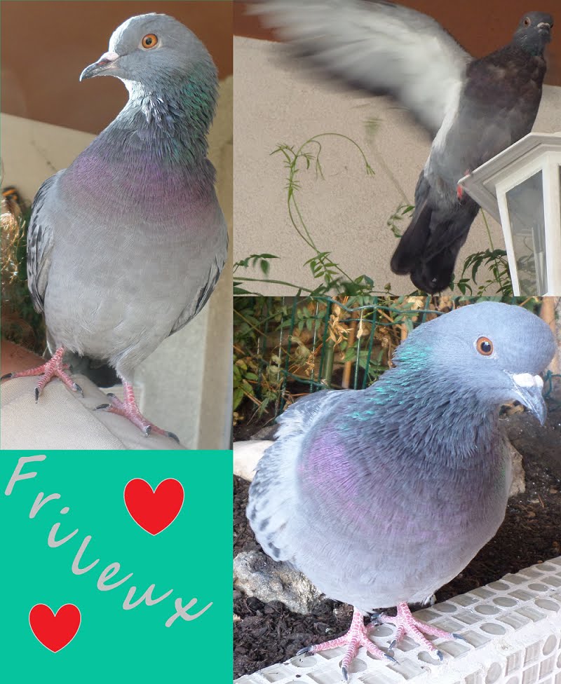 piege a pigeon de ville