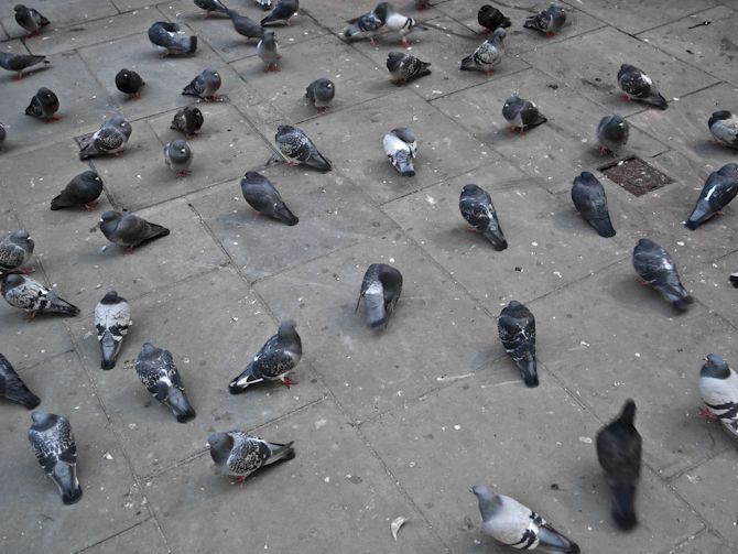 piege a pigeon en 11 lettres