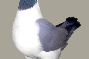 piege a pigeon en 11 lettres