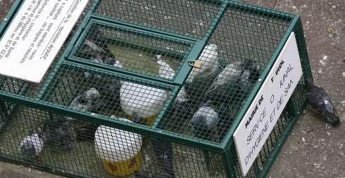 piege pour pigeon