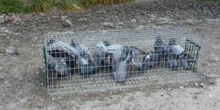 piege pour pigeon