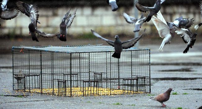 piege pour pigeon