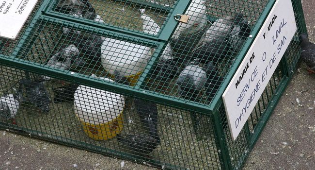 plan cage piege pour pigeon