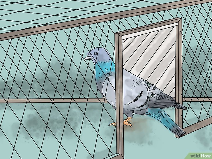 plan cage piege pour pigeon