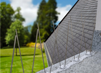 repulsif pigeon mr bricolage