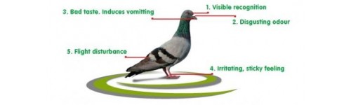 repulsif pigeon naturel