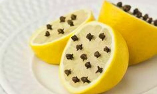 repulsif pigeon naturel